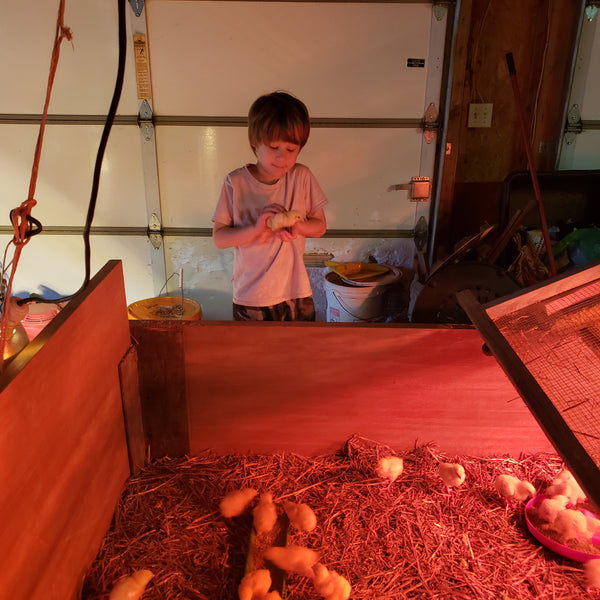 Baby Chicks!