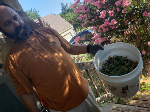 Prickly Lettuce Extract: Making and taking